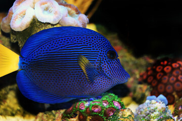 Wall Mural - The purple tang or yellowtail tang - (Zebrasoma xanthurum)