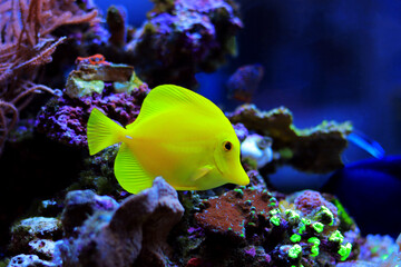 Canvas Print - Yellow tang fish - Zebrasoma Flavescens