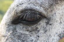 Close Up Of A Horse