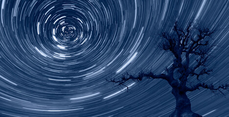 Fototapete - Star trails of a strange lone tree    at sunset