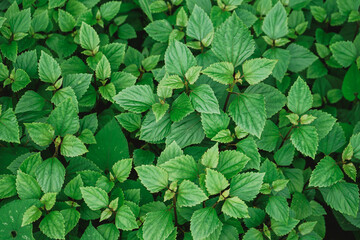 Wall Mural - green background of natural leaves with vintage filter