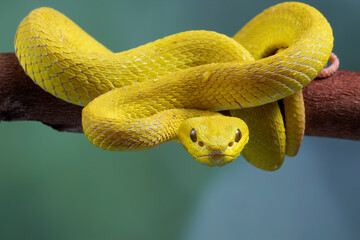 Wall Mural - The Yellow White-lipped Pit Viper (Trimeresurus insularis) closeup on branch with natural background, Yellow White-lipped Pit Viper closeup