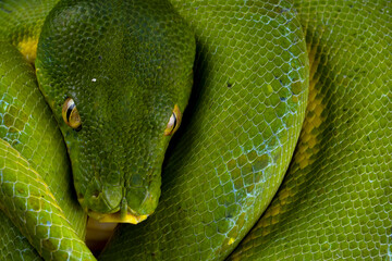 Wall Mural - green tree python snake on branch, indonesian morelia viridis snake, morelia azurea pulcher timika
