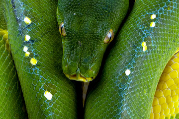 Wall Mural - green tree python snake on branch, indonesian morelia viridis snake, morelia azurea pulcher timika