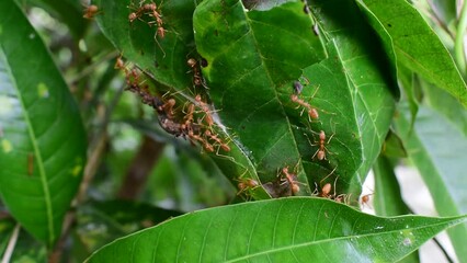 Sticker - Red ants build their nests by joining forces to pull leaves together 