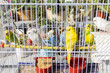 Beautiful parakeet parrots in a cage with feed and drinking water