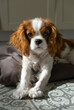 © Irina - Close up portrait of Cute dog puppy. Cavalier King Charles Spaniel Blenheim.