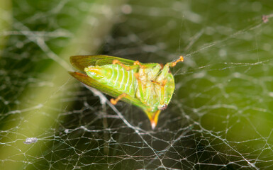 Wall Mural - A small green insect in a spider in nature.