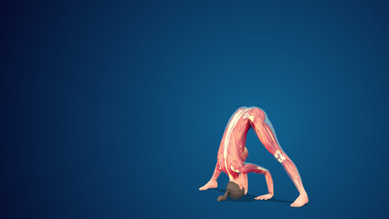 3D human Prasarita padottanasana wide-stance forward bend yoga pose on blue background