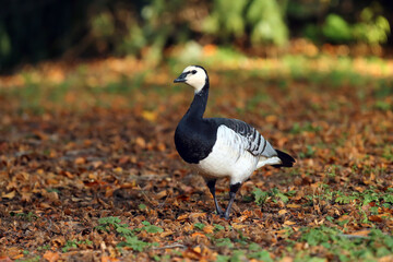 Sticker - The barnacle goose (Branta leucopsis) in autumn leaves. A goose grazing on grass and leaves.