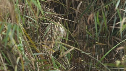 Wall Mural - a rare bittern, botaurus stellaris, standing in the reeds at the edge of a lake preening.