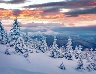 Wall Mural - Fantastic sunrise in the mountains. Fresh snow covered slopes and fir trees in Carpathian mountains, Ukraine, Europe. Ski tour on untouched snowy hills. Beauty of nature concept background.