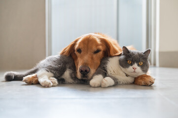 Canvas Print - British Shorthair and Golden Retriever get along