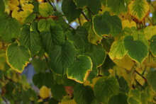 Green Leaves On The Tree Starting To Turn Brown, Autumn Is Coming