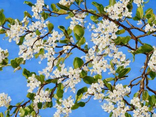 Wall Mural - Bartlett Pear Tree with Flowers – Tree Botanical Painting