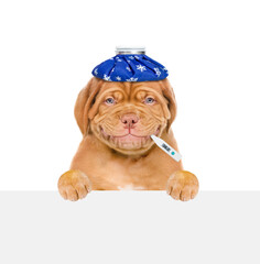 Aufkleber - Smiling sick puppy with ice bag or ice pack on his head holds thermometer in it mouth above empty white banner. Isolated on white background