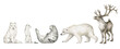 Watercolor set with wild Arctic animals. Reindeer, polar bear, arctic fox, seal, ermine. Cute hand-painted woodland wildlife