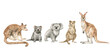 © Kate K. - Watercolor set with wild Australian animals. Kangaroo, quokka, tasmanian devil, koala, tree kangaroo. Cute wildlife animal
