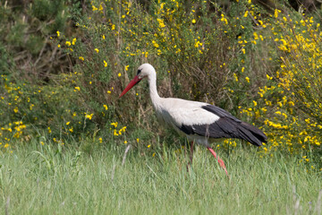 Wall Mural - Bird White Stork Ciconia ciconia hunting time summer in Poland Europe