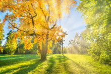 Yellow Autumn Tree On Green Field With Autumn Trees