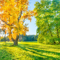 Wall Mural - Yellow autumn tree on green field with autumn trees