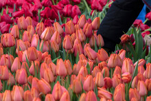 Hand Picking Flowers At The National Tulip Day Amsterdam The Netherlands 2020