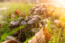 Mushroom Of Honey Mushrooms Grow In The Autumn Forest Near An Old Stump A Sunny Summer Or Autumn Day. Selective Focus Shallow DOF 