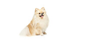 Little Purebred Dog, Cream Color Pomeranian Spitz Dog Isoltaed Over White Studio Background. Pet Look Happy, Groomed And Calm. Care, Fashion, Animal And Ad