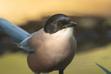 Wall Mural - Beautiful very close portrait of an Iberian magpie looking forward and a little to the side, near Cordoba, Andalusia, Spain