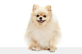 Fototapeta Zwierzęta - Closeup face of charming fluffy pomeranian spitz isolated on white background. Concept of breed domestic animal. health care, vet.