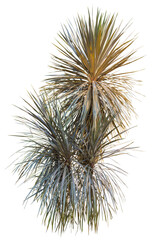 Fototapete - Isolated cutout of a cabbage tree on a transparent background
