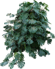 Aufkleber - Isolated cutout of a monstera deliciosa on a transparent background