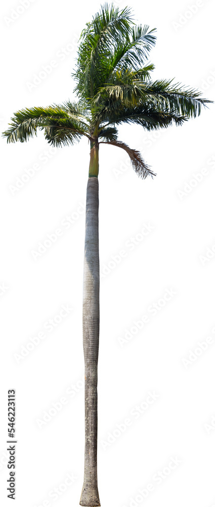 Isolated cutout of a palm tree on a transparent background Stock Photo ...