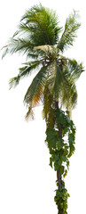 Poster - Isolated cutout of a palm tree on a transparent background