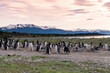 Magellanic penguins in natural environment on Isla Martillo  island in Patagonia, Argentina, South America