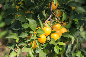 Wall Mural - plum tree and fruit image