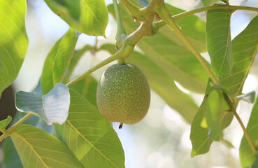 Wall Mural - walnut tree and fruit image