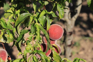 Wall Mural - peach tree and fruit image