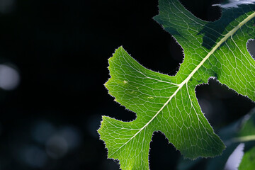 Wall Mural - Green leafy black background texture image