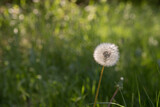 Fototapeta Dmuchawce - Ripe dandelion on green grass