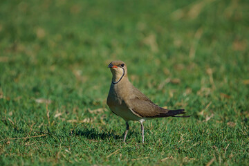 Poster - Collared Pratincole (Glareola pratincola) perched on soil