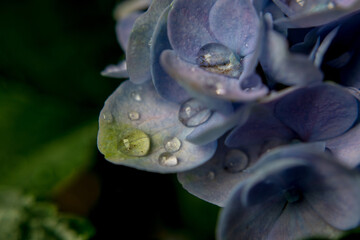 Wall Mural - Blue hydrangea flowers, soft focus