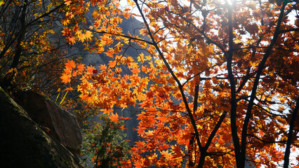 Wall Mural - The autumn leaves and nature of Bukhansan Mountain are beautiful.