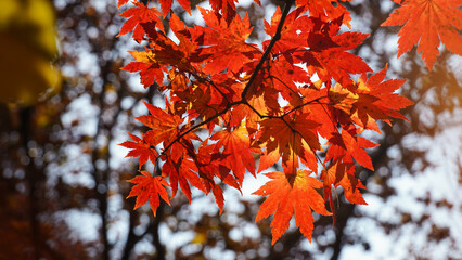 Wall Mural - The autumn leaves and nature of Bukhansan Mountain are beautiful.