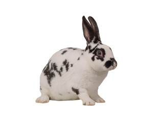 Sticker - black and white rabbit sitting on a white background