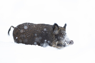 Wall Mural - Wild boar isolated on white background standing in the winter snow in Canada