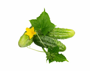 Poster - Cucumber isolated on white.