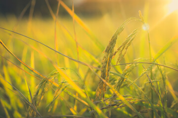 Wall Mural - Golden ear rice for harvesting in organic farm on sunny sky background