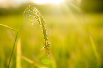 Wall Mural - Golden ear rice for harvesting in organic farm on sunny sky background