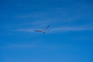 Wall Mural - Seagull flying against a blue sky.